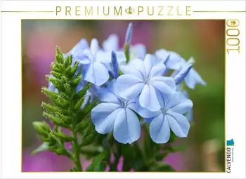 Calvendo Bleiwurz, Plumbago