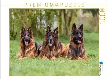 Calvendo Langstockhaar - Sch&auml;ferhunde Trio