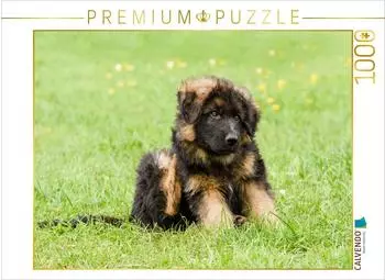 Calvendo Sch&auml;ferhund - Welpe R&uuml;de
