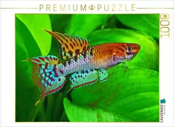 Calvendo Chromaphyosemion bivittatum, Nigeria