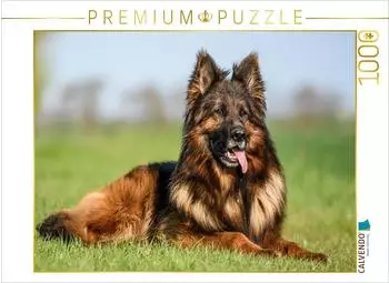 Calvendo Wundersch&ouml;ner Sch&auml;ferhund R&uuml;de