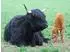 Calvendo Dass eine Mutter mit schwarzem Fell ein braunes Kalb hat, ist keineswegs ungewöhnlich