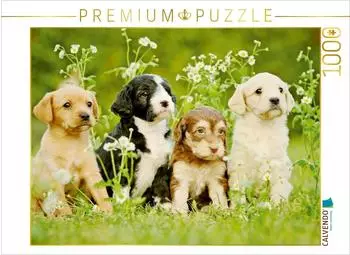 Calvendo Bunte Hunde