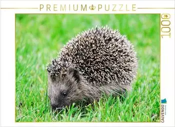 Calvendo Niedlich kleiner Igel l&auml;uft durch das Gras