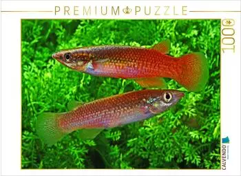 Calvendo Pachypanchax sakaramyi, Madagaska