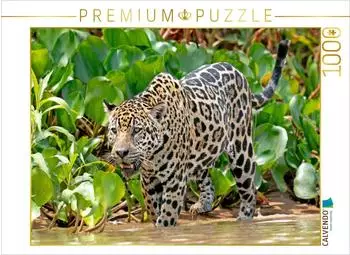 Calvendo Jaguar auf der Pirsch