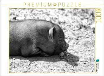 Calvendo Minischwein Ferkel