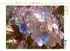 Calvendo Puzzle Chrom-Hortensien 1000 Teile, 64×48cm