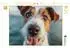 Calvendo Puzzle „Frischer Wind und treue Augen
