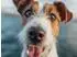 Calvendo Puzzle „Frischer Wind und treue Augen