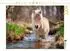 Calvendo Shetlandpony – Abenteuer im Bach, Puzzle 1000 Teile, 64×48cm