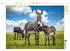 Calvendo Puzzle Eselstute und Fohlen, 1000 Teile, 64×48cm