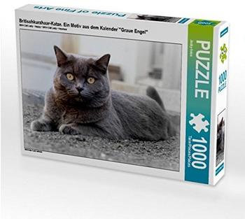 Calvendo Britischkurzhaar-Katze. Ein Motiv aus dem Kalender'
