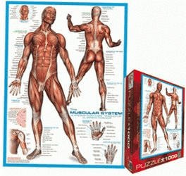 Eurographics Puzzles Das menschliche Muskelsystem (1.000 Teile)