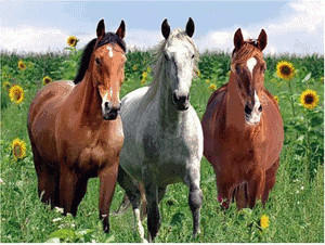 Ravensburger Pferde im Sonnenblumenfeld