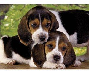 Clementoni Beagle Hunde