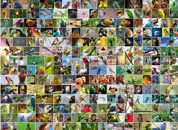 Bluebird Puzzle Collage - World's most Beautiful Birds (4000 Teile)