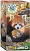 Eurographics 8251-5557 - Rote Pandas , Puzzle, 250 Teile, Spielwaren