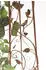 DanDiBo Rankhilfe Braun Metall 24x118x24 cm
