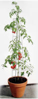 Bellissa - Tomatenturm 120 Cm Hoch Spalier Rankhilfe Rankgitter