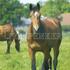 Kiepenkerl DSV Country-Horse 2120 Balance 10 kg