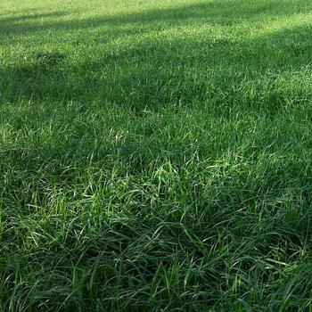 Freudenberger Welsches Weidelgras (Lolium multiflorum) diploid (25kg)