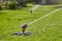 Gardena Premium Sektorenregner (8135-20)