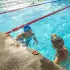 Zoggs Predator Adult Goggles (461037)