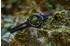 Garmin Instinct 3 AMOLED 45mm Grau/Citrine