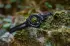 Garmin Instinct 3 AMOLED 50mm Farngrün Limited Edition