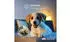 Masseno Elma L-S Ecksofa mit Schlaffunktion und Bettkasten, L-Form, Velours, Grün, 280x205cm