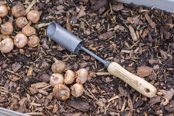 Krumpholz Hand-Zwiebelpflanzer Ø 5,1cm (1327)