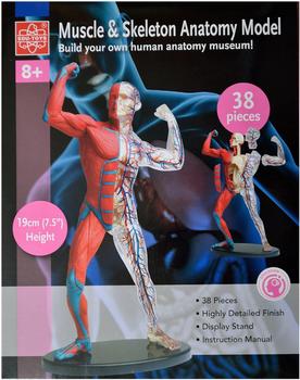 EDU-Toys Menschliches Anatomiemodell