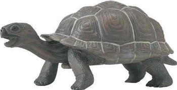 Safari Galapagos Schildkrötenbaby (260829)