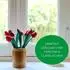 Novaliv Fensterwischer-Set 25cm + 45cm Einwascher aus Vlies (20961+20963-1x)