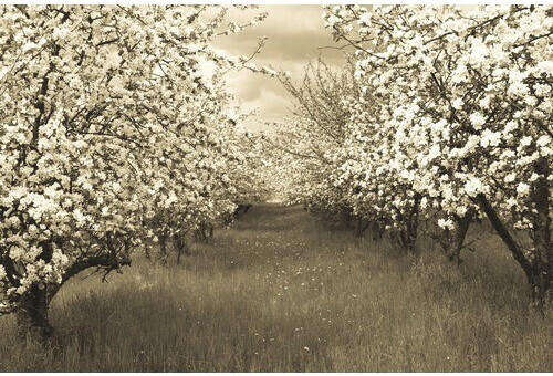 PaperMoon Sepia Spring Orchard 500 x 280 cm (22913)