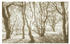 Komar Infinity 2 Bleached Birch (Hell, 400 x 250 cm)