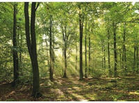 Papermoon Fototapete "Forrest morning" glatt