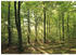 PaperMoon 18363 Forrest morning 7-tlg. 350 x 260 cm