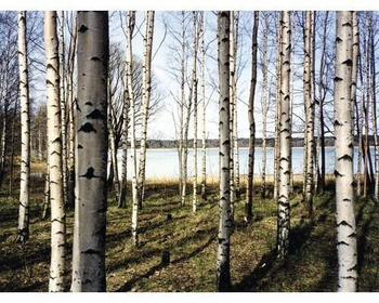 PaperMoon 18317 Finnish Forest of Birch Trees 7-tlg. 350 x 260 cm