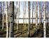 PaperMoon 18317 Finnish Forest of Birch Trees 7-tlg. 350 x 260 cm
