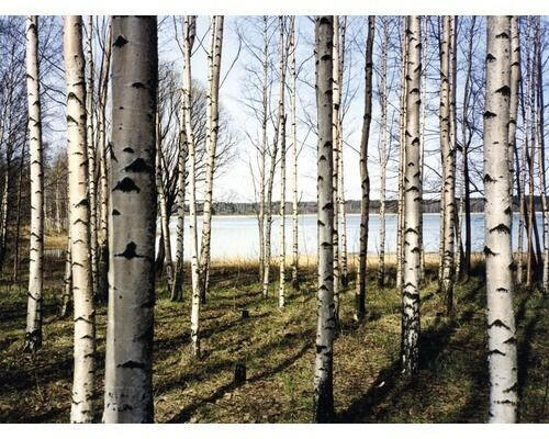 PaperMoon 18317 Finnish Forest of Birch Trees 7-tlg. 350 x 260 cm