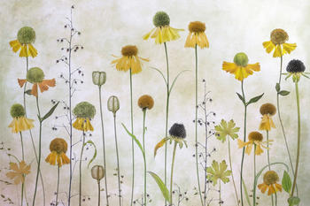 PaperMoon Photo-Art MANDY DISHER, HELENIUM 500 x 280 cm (29357619-0)