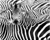 Rasch Fototapete Zebras - Vliestapete Wei&szlig; Schwarz, bedruckt, (1 Rolle, 1 St.,
