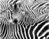 Rasch African Queen III natur schwarz 7-tlg. 371 x 300 cm (363609)