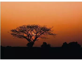 Rasch African Queen III natur rot 8-tlg. 424 x 300 cm (363647)