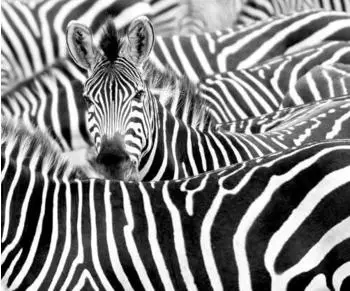 Rasch African Queen III natur schwarz 6-tlg. 318 x 265 cm (363616)