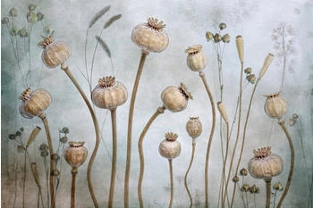PaperMoon Premium collection Fototapete Mohn (B x H: 250 x 186 cm, Vlies)