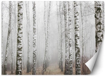 Feeby Fototapete Birkenwald im Nebel 400x280