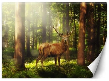 Feeby Fototapete Hirsch Tiere Wald Natur 250x175